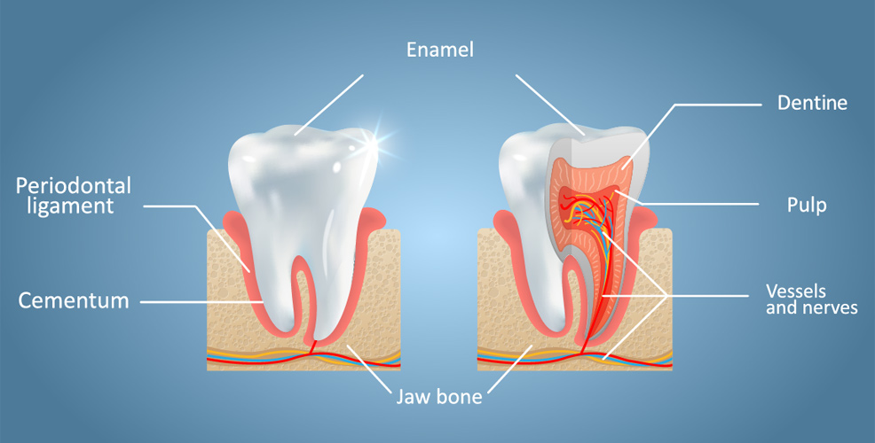 Regrow Enamel
