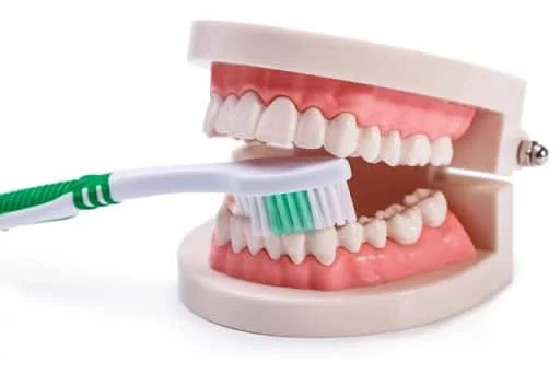Close-up of a denture brush cleaning dentures
